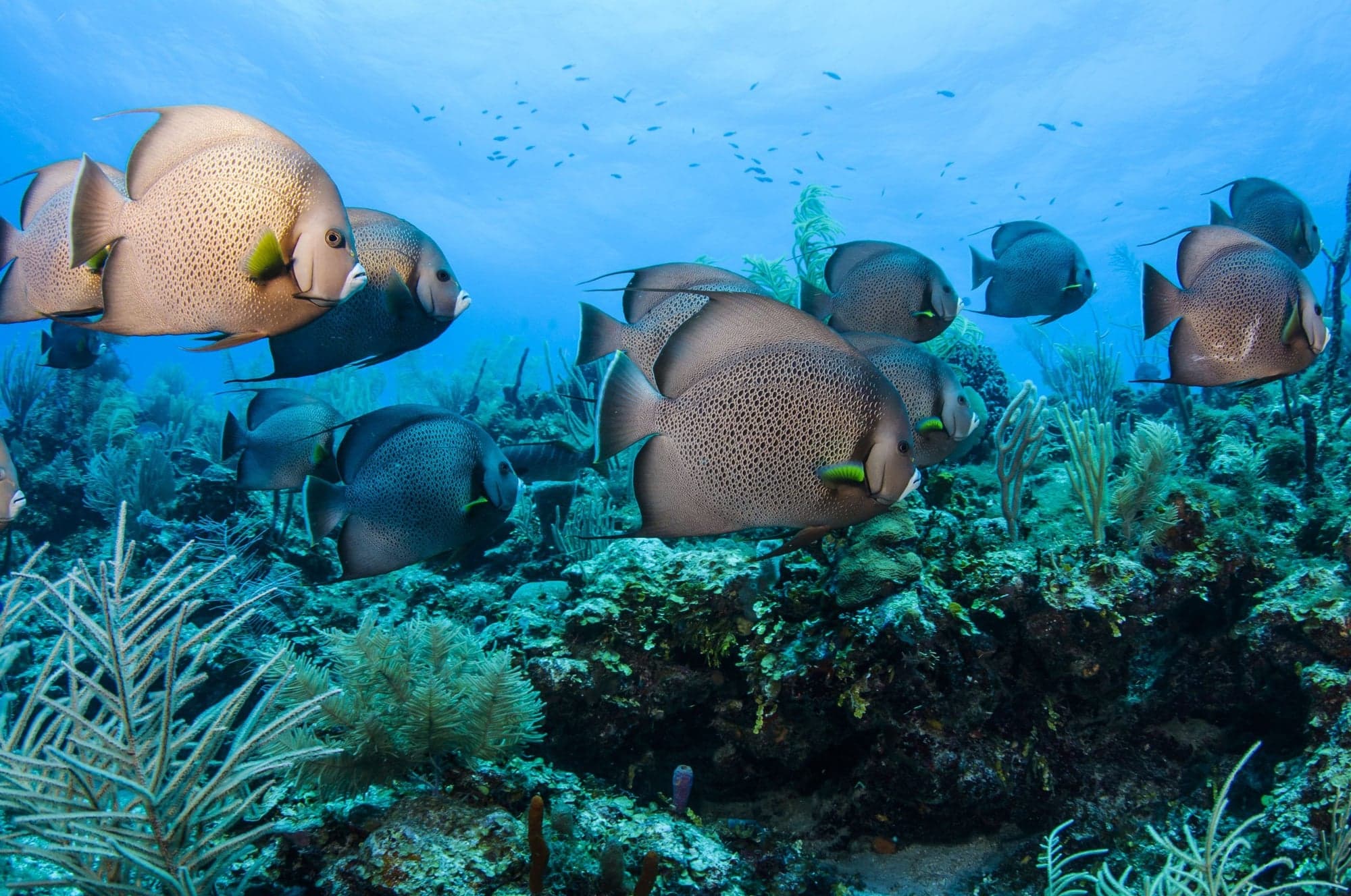 Belize Barrier Reef