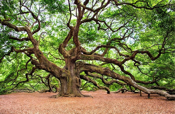 Angel Oak Tree
