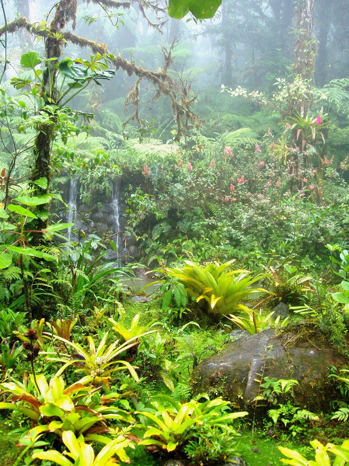 Nectandra Cloud Forest Preserve