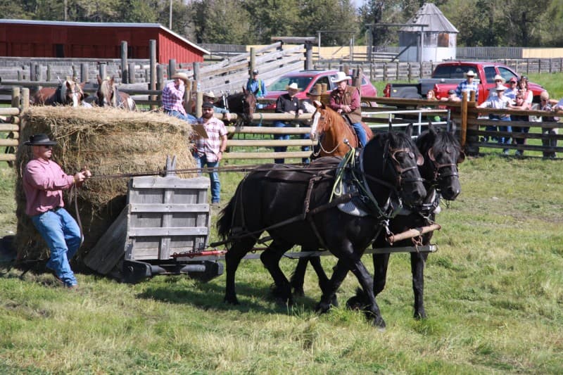 Harvest & Heavy Horse Weekend / Récolte et fin de semaine de chevaux lourds